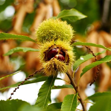 Esskastanie Maraval - Castanea sativa