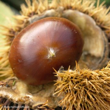 Esskastanie Marigoule - Castanea sativa