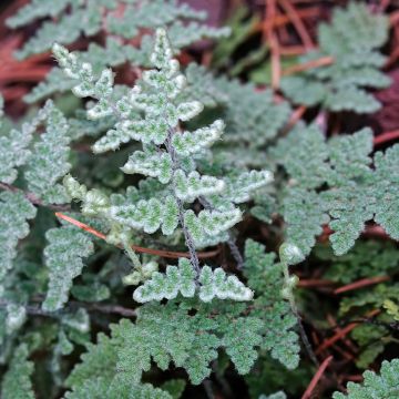 Cheilanthes lanosa Cimbra - Lippenfarn