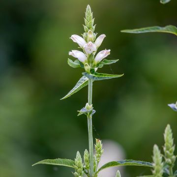 Chelone glabra, Galane