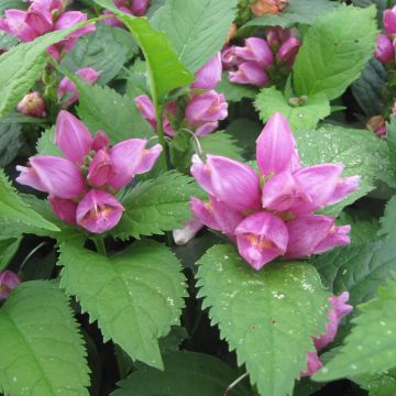 Chelone obliqua - Schildblume