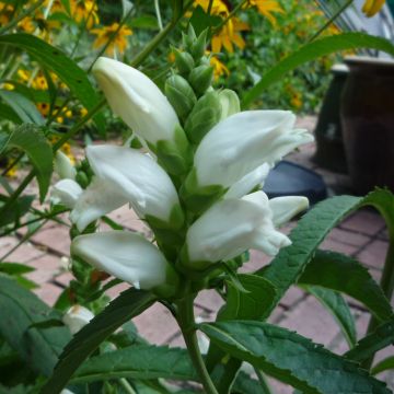 Chelona obliqua Alba - Schildblume