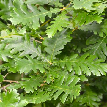 Quercus frainetto - Ungarische Eiche