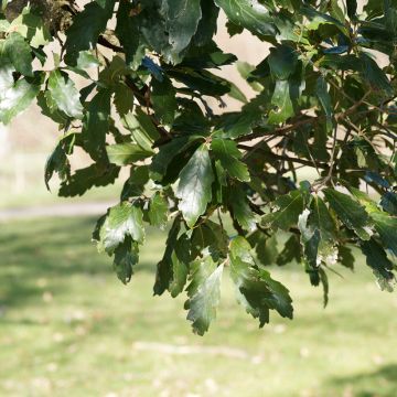 Quercus turneri var.pseudoturneri Spencer Turner - Turner-Eiche