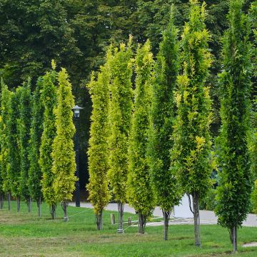 Quercus palustris Green Pillar 'Pringreen - Sumpf-Eiche