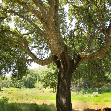 Quercus suber - Kork-Eiche