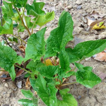 Guter Heinrich - Chenopodium bonus-henricus