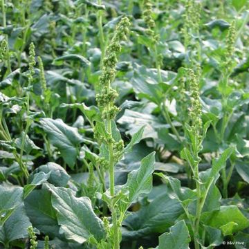 Guter Heinrich (Pflanzen) - Chenopodium bonus-henricus