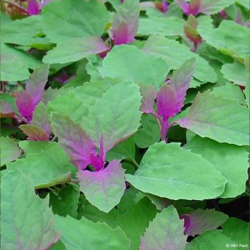 Spinatbaum - Chenopodium giganteum