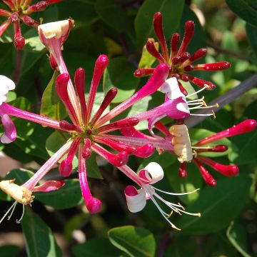 Lonicera japonica Red World - Japanisches Geißblatt