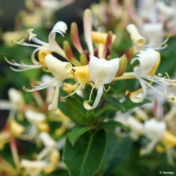 Lonicera Blond & Beyond - Wald-Geißschlinge