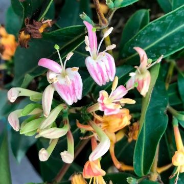 Lonicera henryi Marinella - Immergrünes Geißblatt