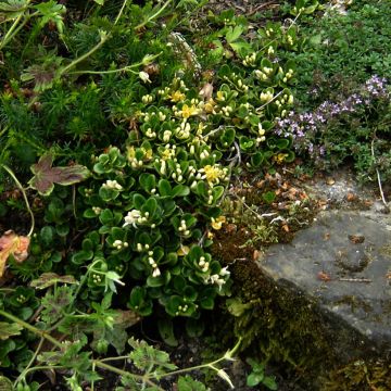 Lonicera crassifolia - Kriechende Heckenkirsche