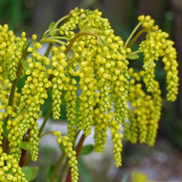 Chiastophyllum oppositifolium - Walddickblatt