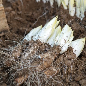 Winterendivie Witloof Mechelse Middelvroeg Bio