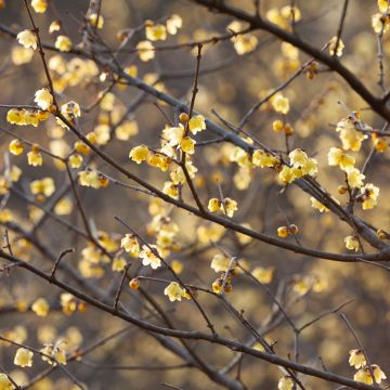 Chimonanthus praecox - Winterblume