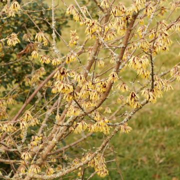 Chimonanthus praecox Grandiflorus - Winterblume