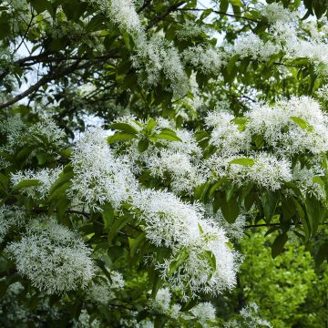 Chionanthus retusus - Chinesischer Schneeflockenstrauch