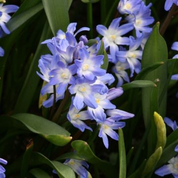 Chionodoxa forbesii Blue Giant - Schneestolz