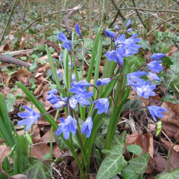 Chionodoxa forbesii - Schneestolz