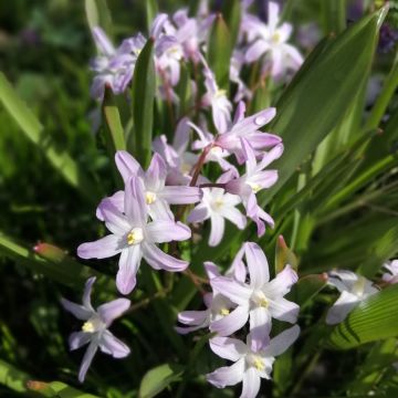 Chionodoxa forbesii Pink Giant - Schneestolz