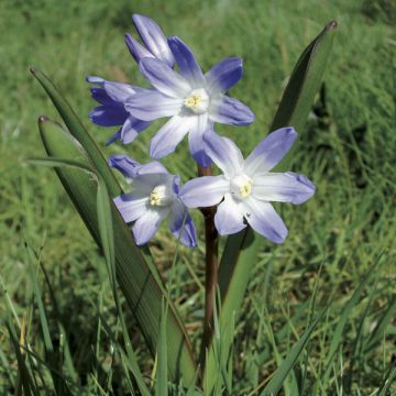 Chionodoxa luciliae - Schneestolz