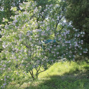 Chitalpa tashkentensis - Baumoleander