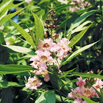 Chitalpa de Taschkent - Chitalpa tashkentensis Pink Dawn