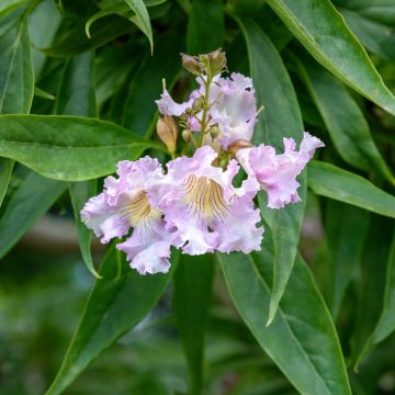 Chitalpa tashkentensis Pink Dawn - Baumoleander