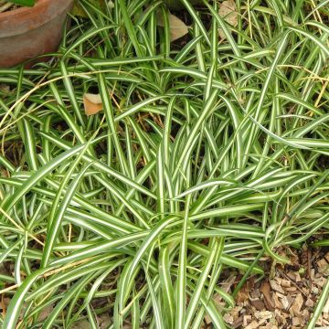 Chlorophytum nepalense - Grünlilie