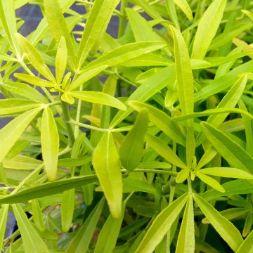 Orangenblume Aztec Gold - Choisya ternata