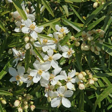 Orangenblume White Dazzler - Choisya ternata