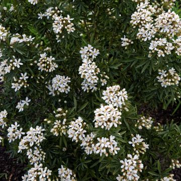 Orangenblume Snow Flurries - Choisya ternata