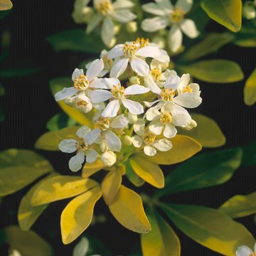 Choisya ternata Sundance - Oranger du Mexique