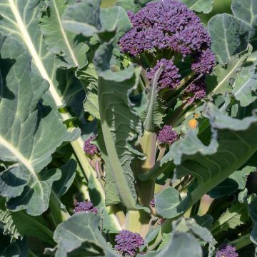 Chou Brocoli Early Purple Sprouting