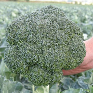 Chou Brocoli Marcus F1 NT