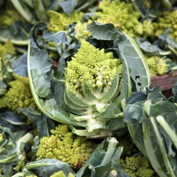 Chou Brocoli Romanesco précoce - Vilmorin