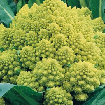 Brokkoli Romanesco