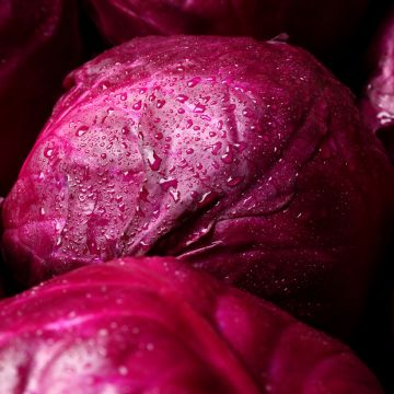 Rotkohl Rouge Gros