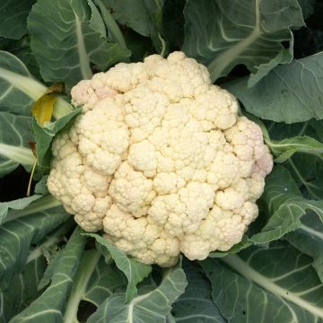 Blumenkohl Merveille de Toutes Saisons - Vilmorin