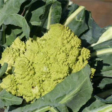 Brokkoli Romanesco Bio - Ferme de Sainte Marthe