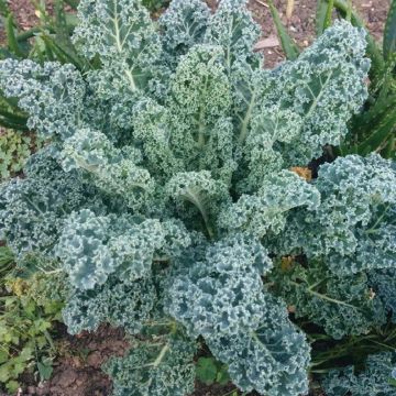 Chou Kale Blue Scotch Curled - Ferme de Sainte Marthe