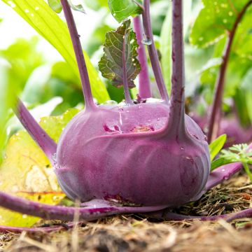 Kohlrabi Azur-Star Bio - Ferme de Sainte Marthe