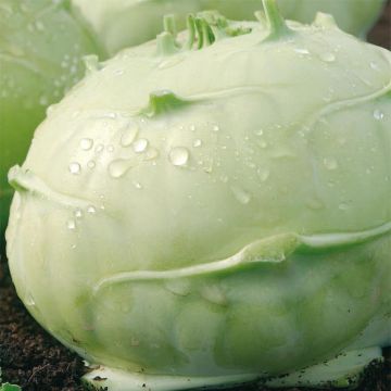 Kohlrabi Blanc de Vienne