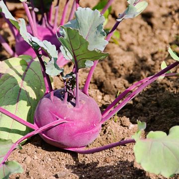 Kohlrabi Blaro Violet Bio