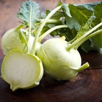 Kohlrabi Lanro Blanc BIO