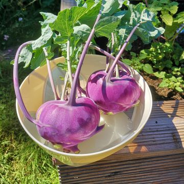 Kohlrabi Violet hâtif de Vienne