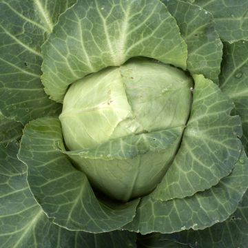 Chou cabus Coeur De Boeuf Des Vertus AB - Ferme de Ste Marthe