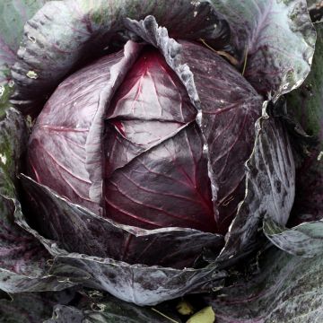 Rotkohl Tête Noire 3 - Vilmorin