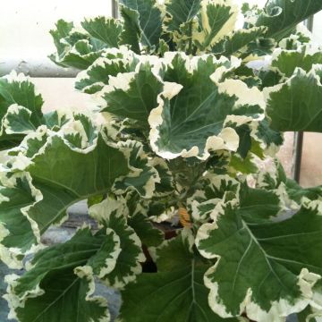 Brassica oleracea var.acephala Crème Chantilly - Zierkohl